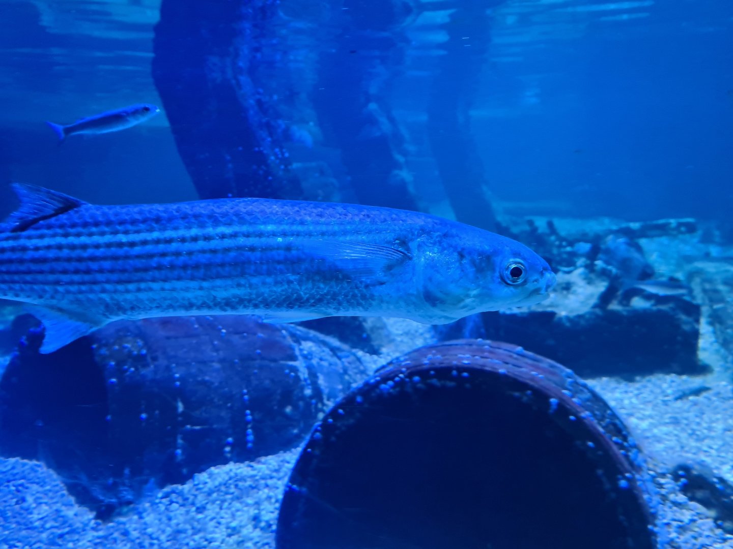 Fifth room - Thicklip grey mullet