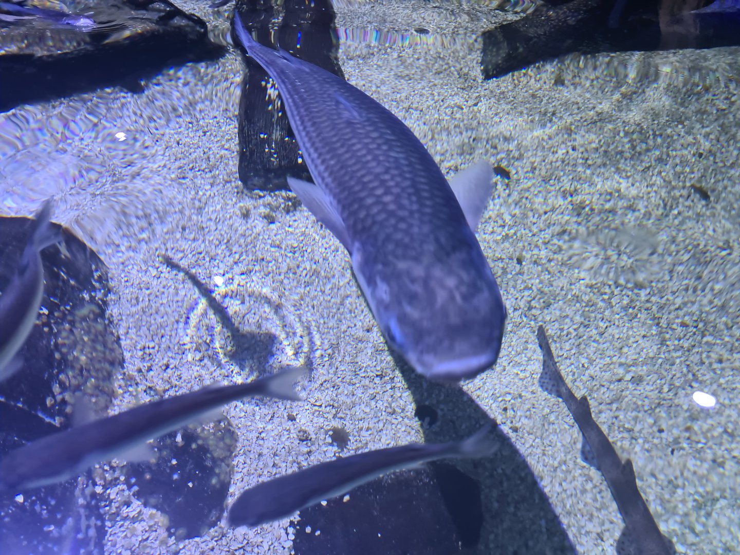 Fifth room - Thicklip grey mullet