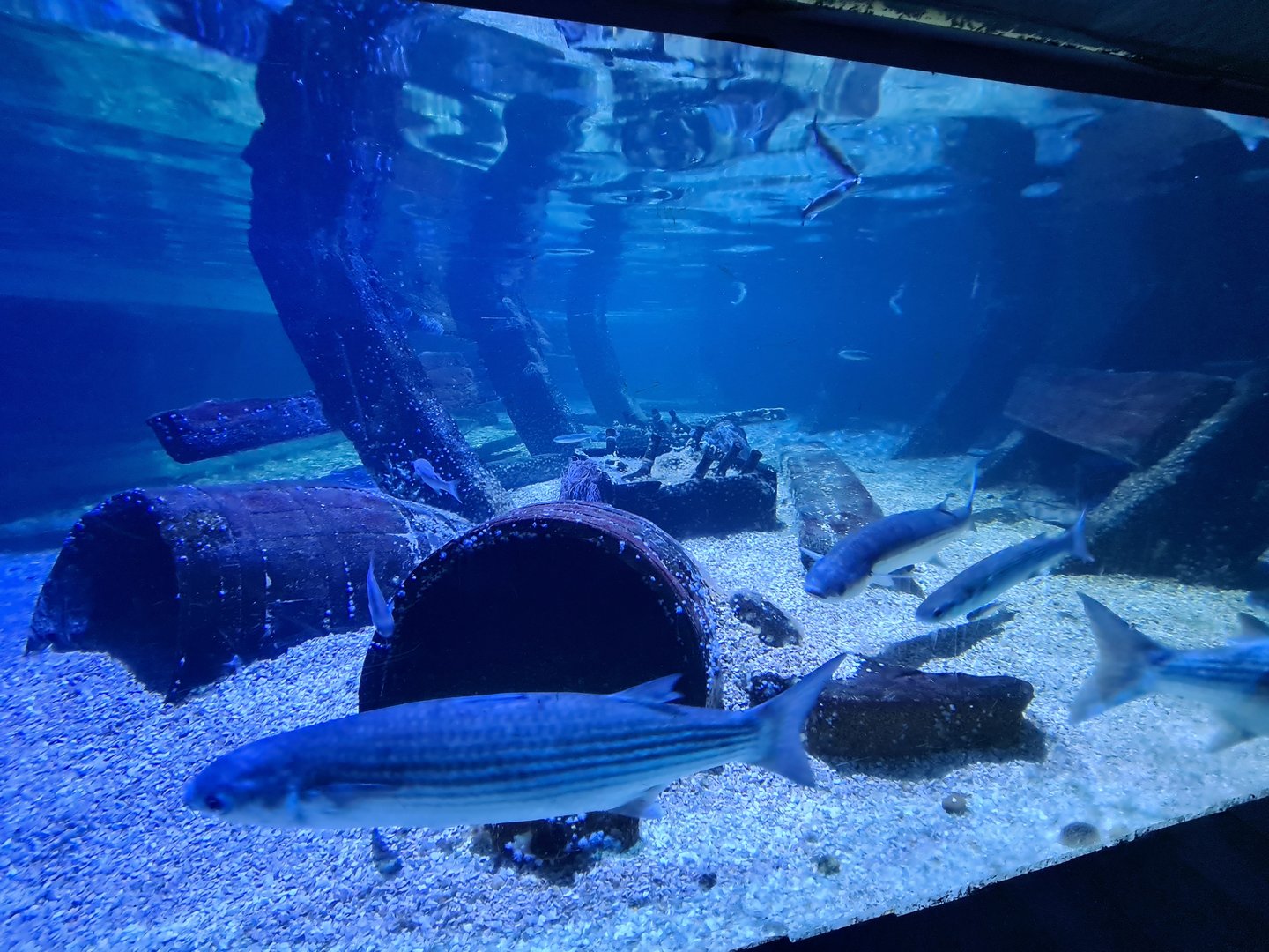 Fifth room - Thicklip grey mullets