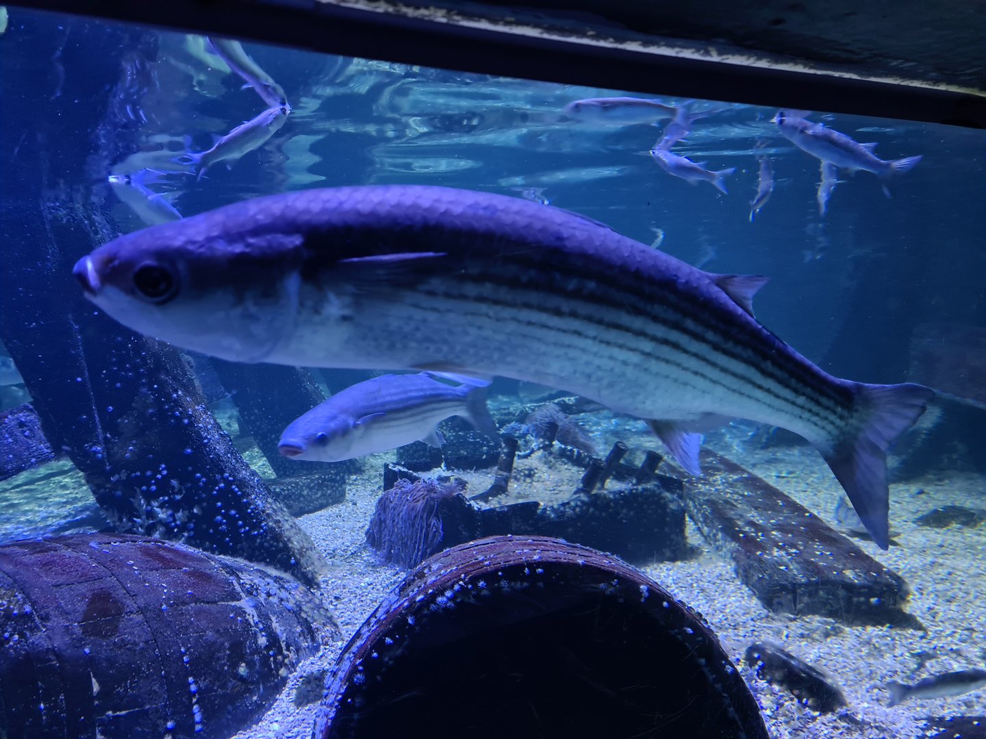 Fifth room - Thicklip grey mullets