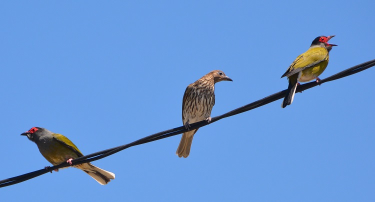 Fig birds.  (Southern form)