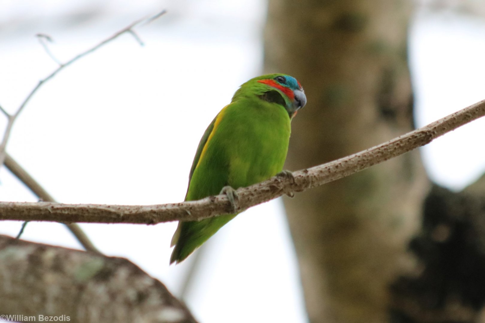 Fig Parrot - Cairns Esplanade