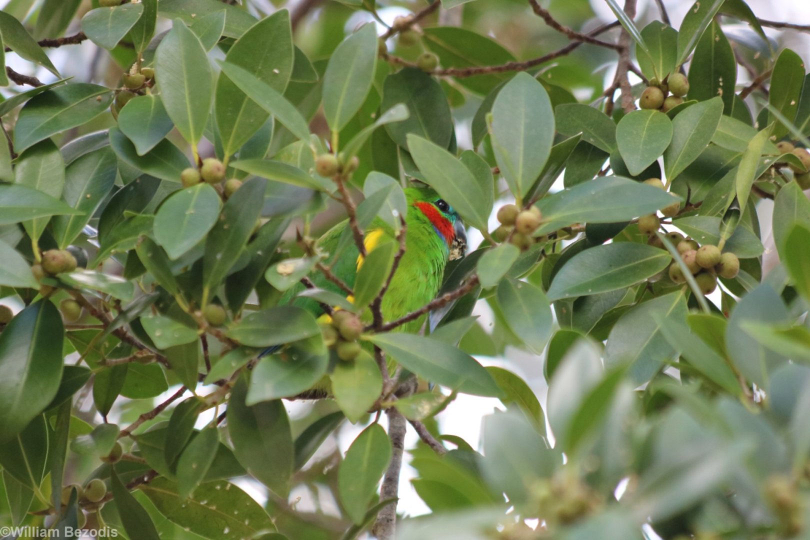 Fig Parrot Pretending to be a Leaf - Kuranda