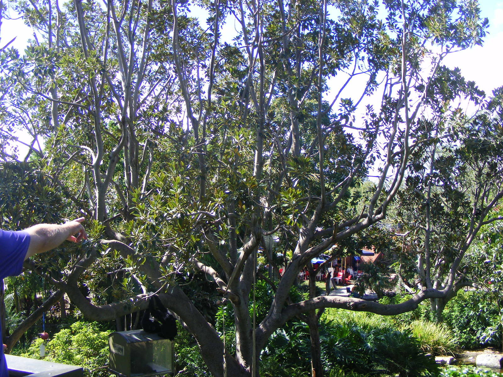 Fig Tree in Siamang Exhibit - April, 2010