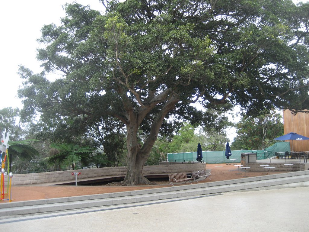 Fig Tree inside the new Entry precinct