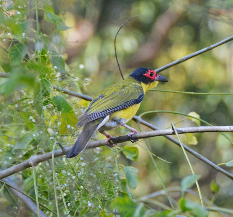 Figbird.  (Northern form)