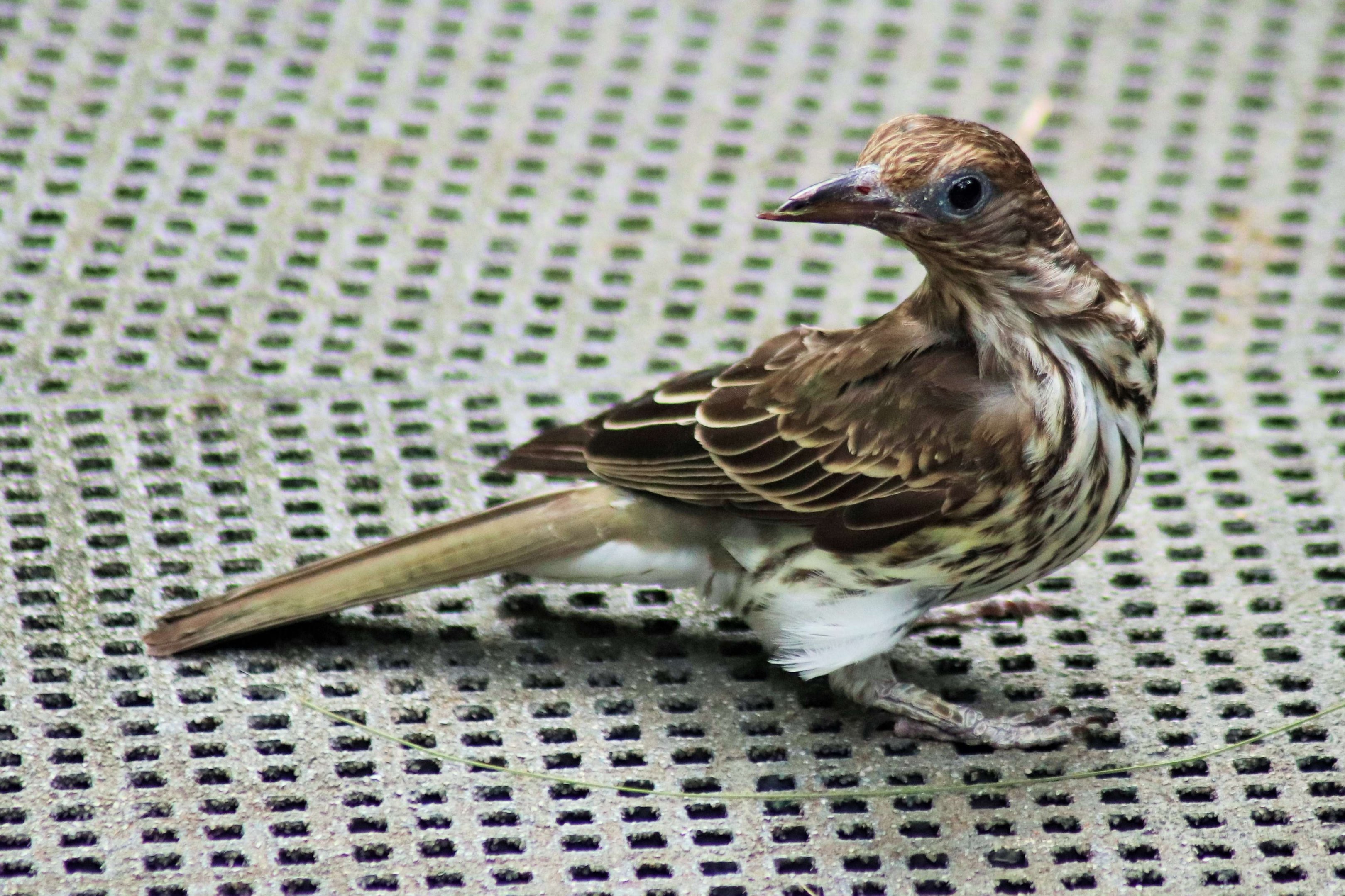 Figbird (Sphecotheres vieilloti flaviventris)
