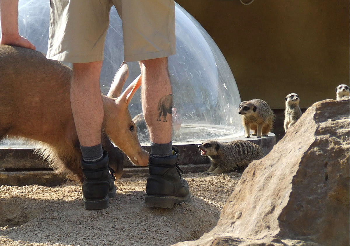 Fight for the mealworms