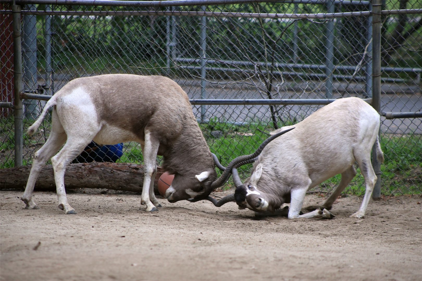 Fighting addax