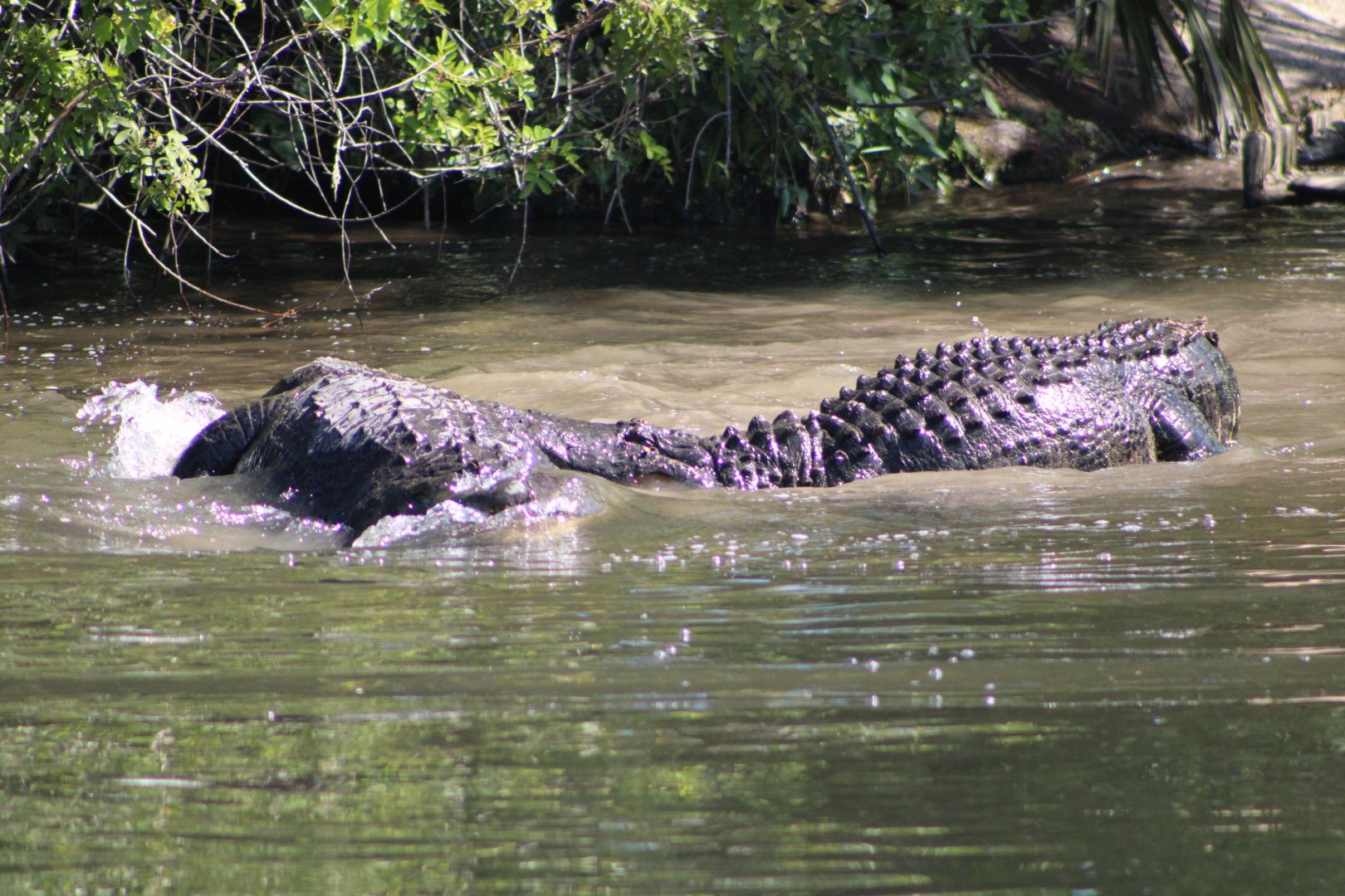 Fighting American Alligators (Alligator mississippiensis; 1)
