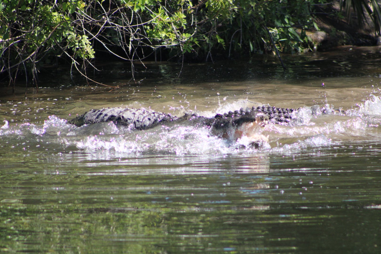 Fighting American Alligators (Alligator mississippiensis; 2)