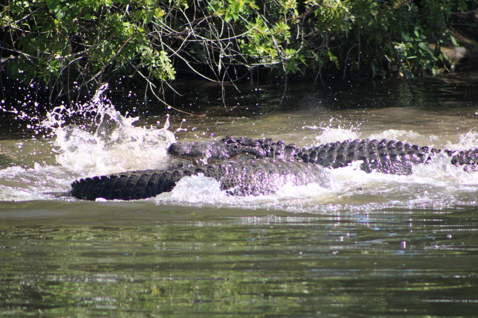 Fighting American Alligators (Alligator mississippiensis; 3)