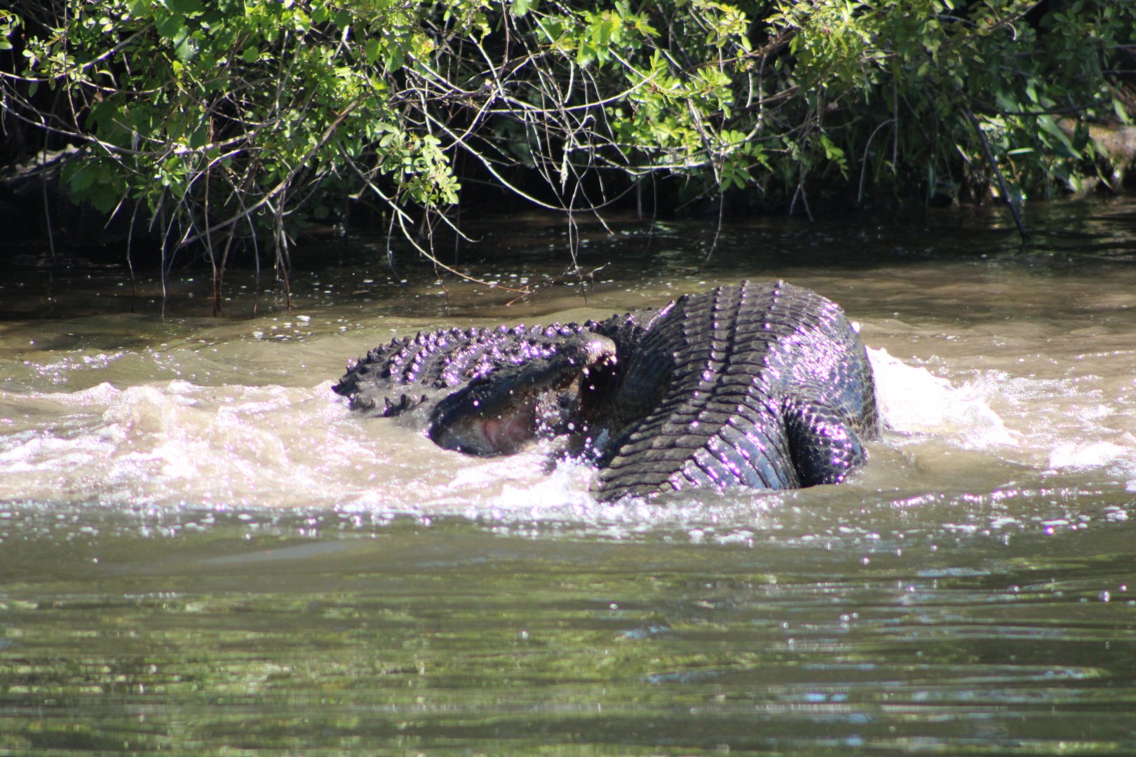 Fighting American Alligators (Alligator mississippiensis; 4)
