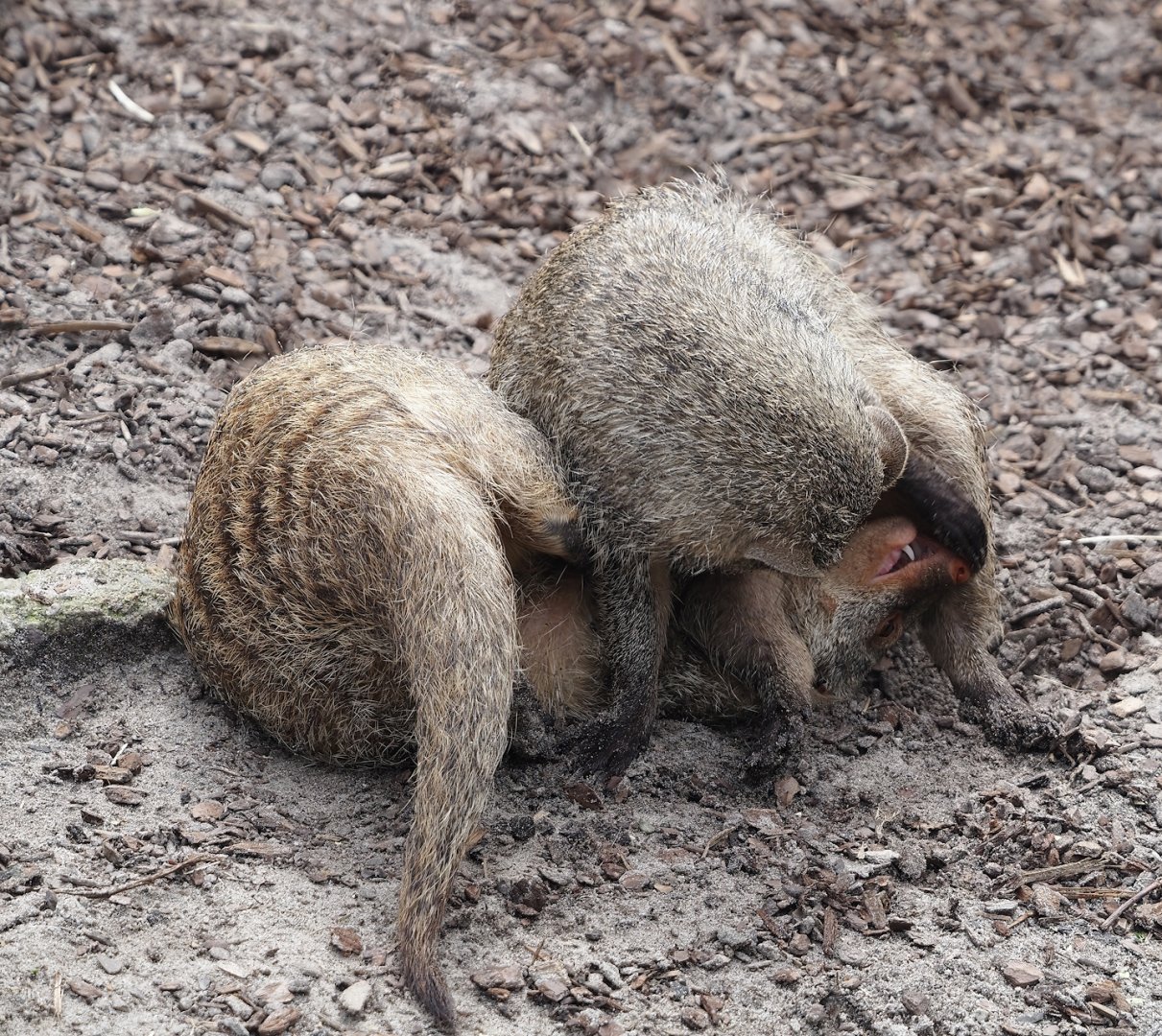 Fighting Banded mongooses (Mungos mungo), 2024-04-06