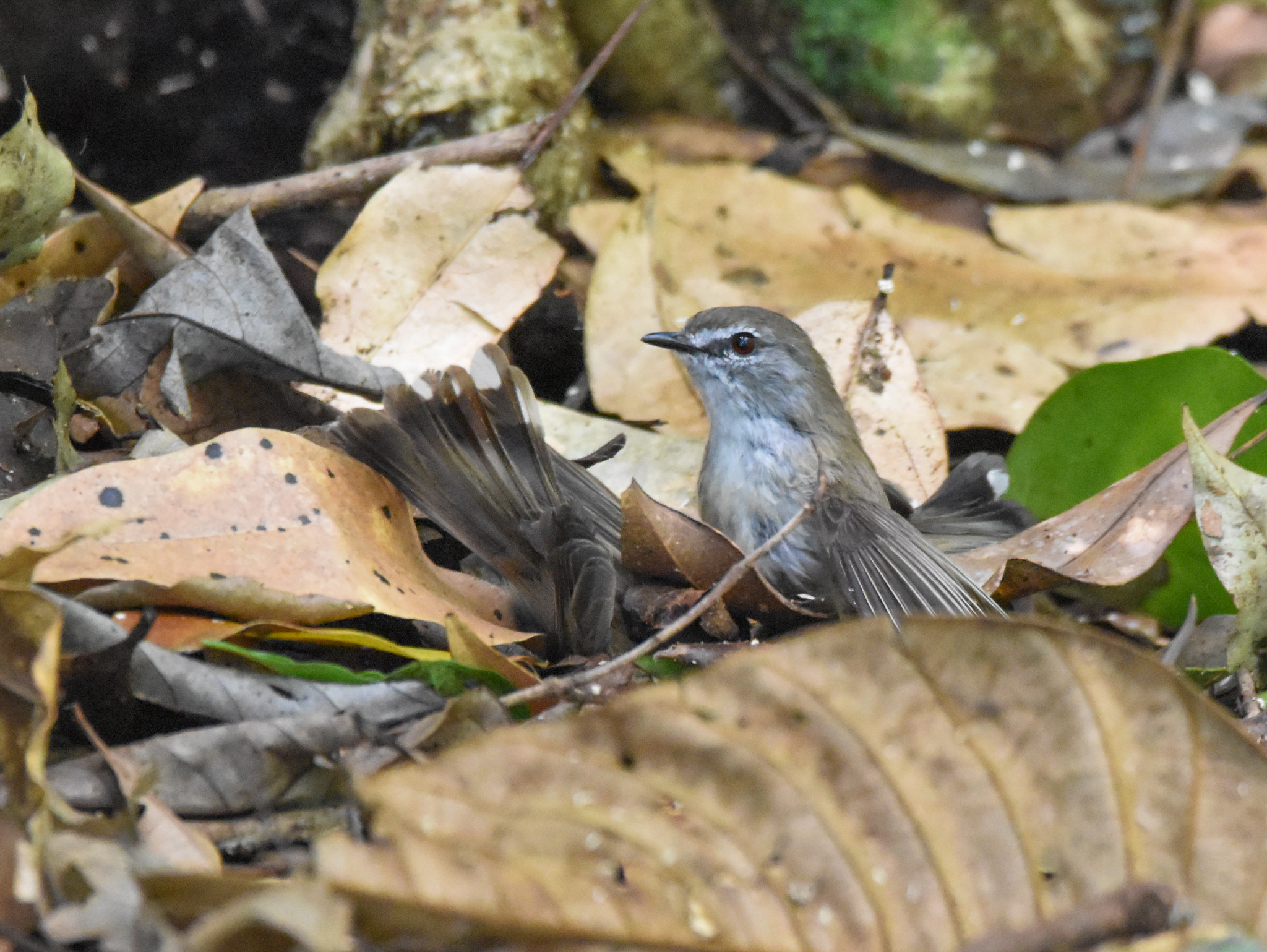 fighting Brown Gerygones