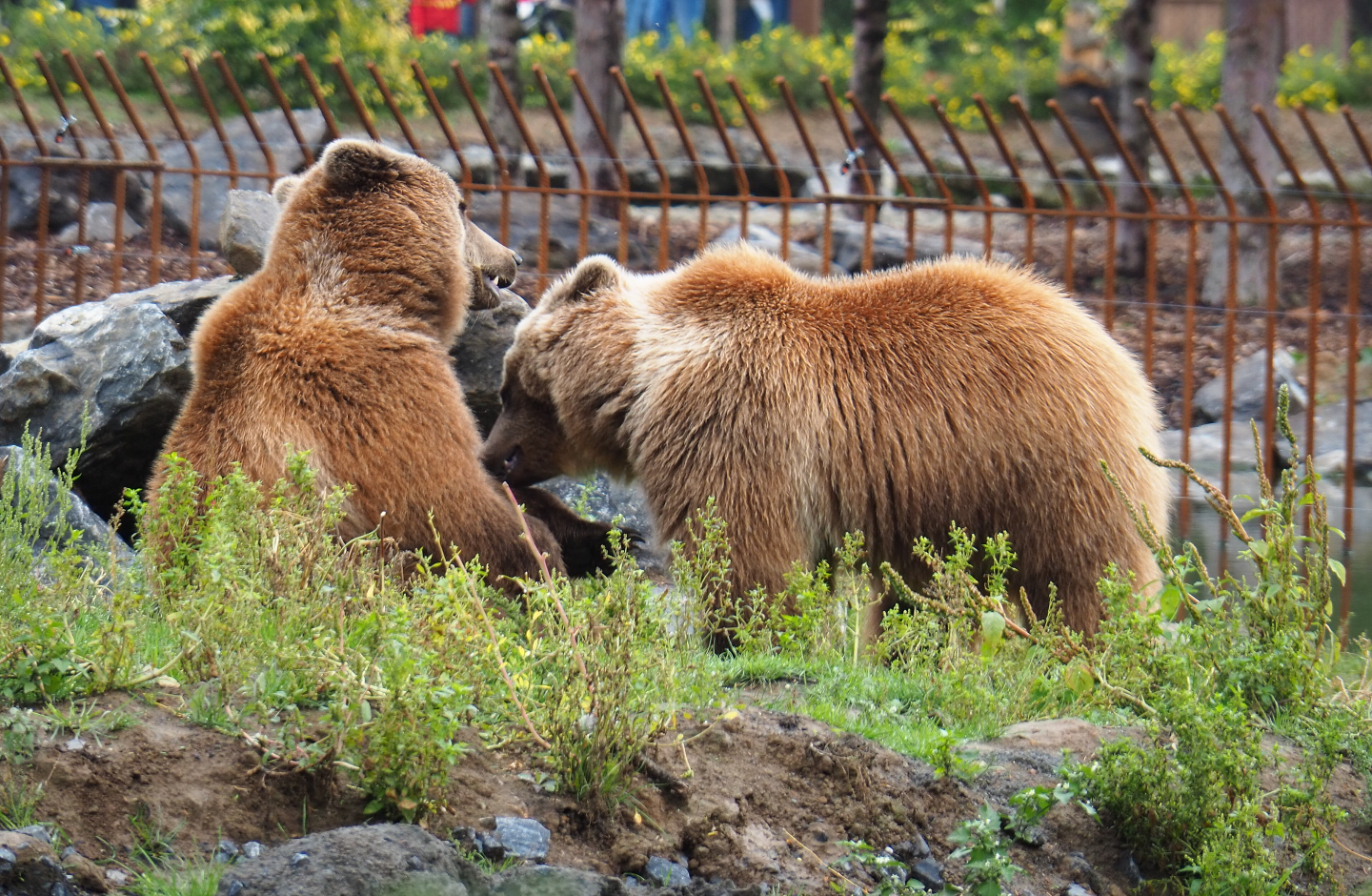 Fighting Eurasian brown bears (Ursus arctos arctos), 2019-10-04