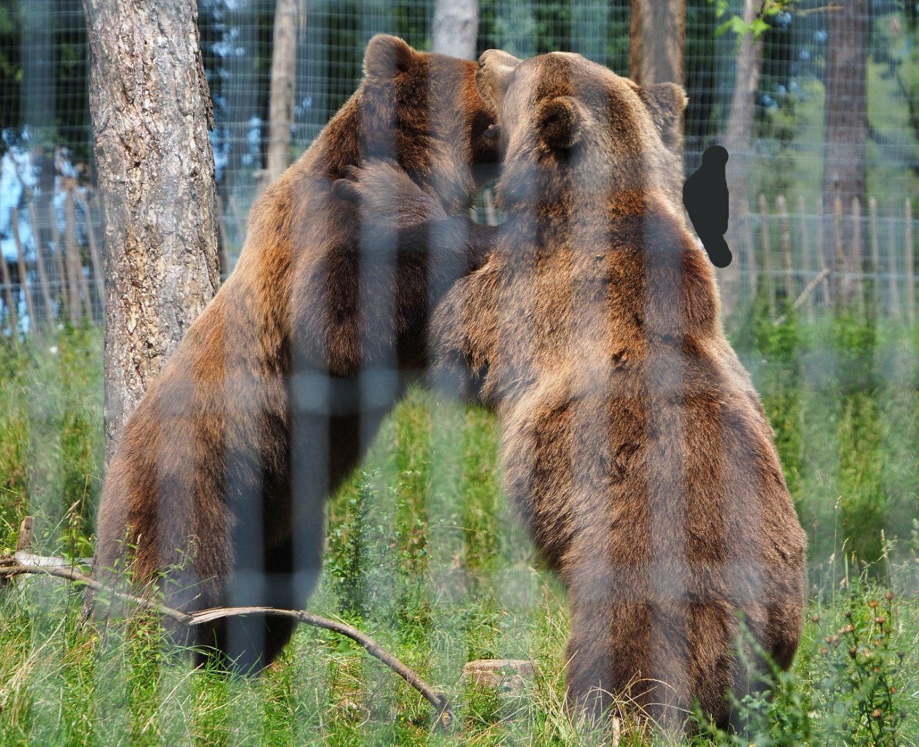 Fighting Eurasian brown bears (Ursus arctos arctos), 2021-08-15