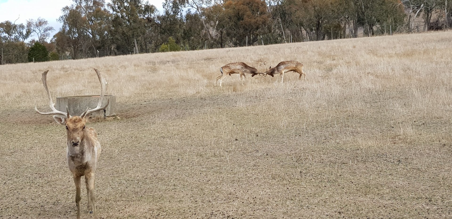 fighting Fallow deer