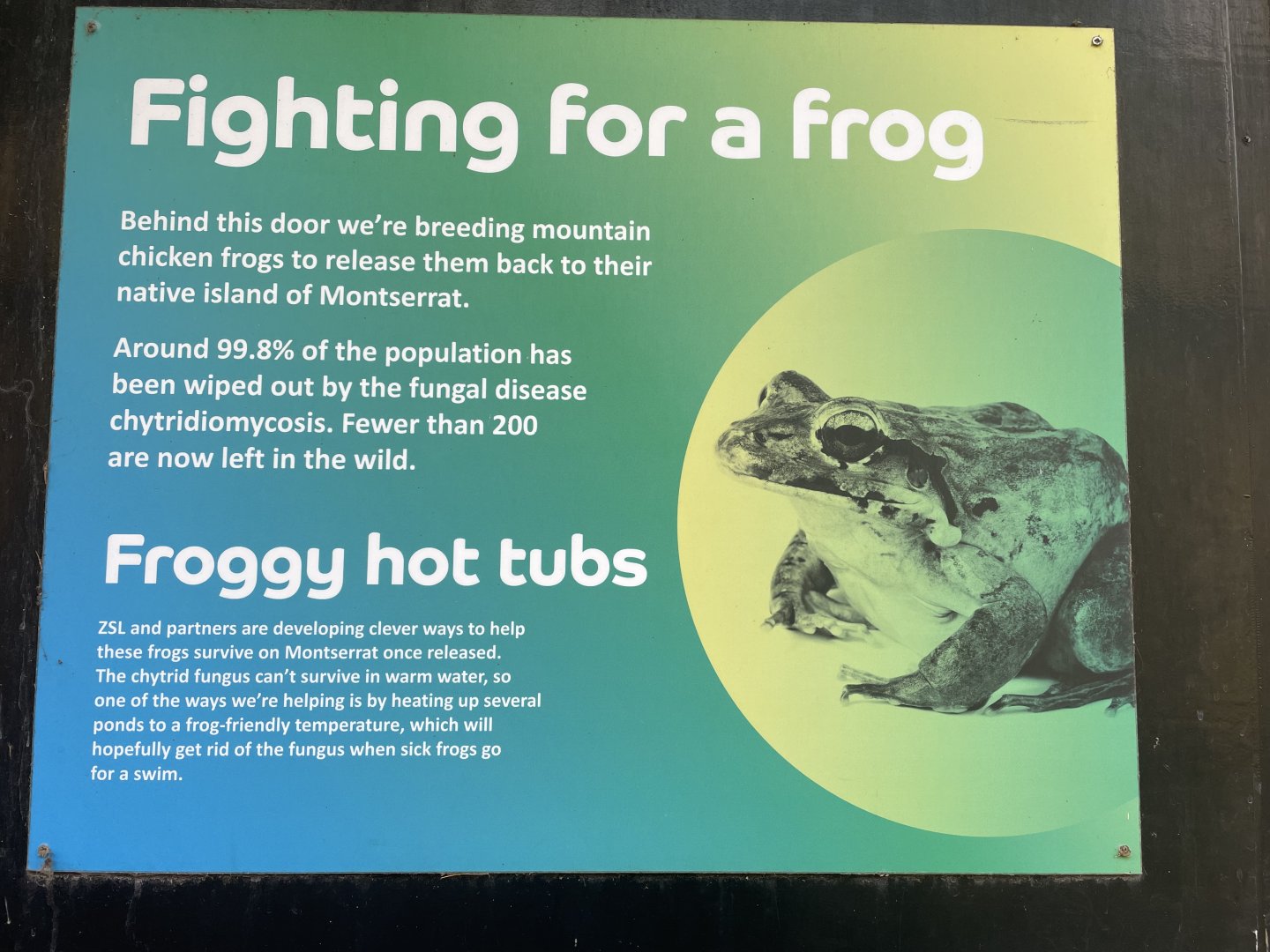 Fighting for a Frog Signage