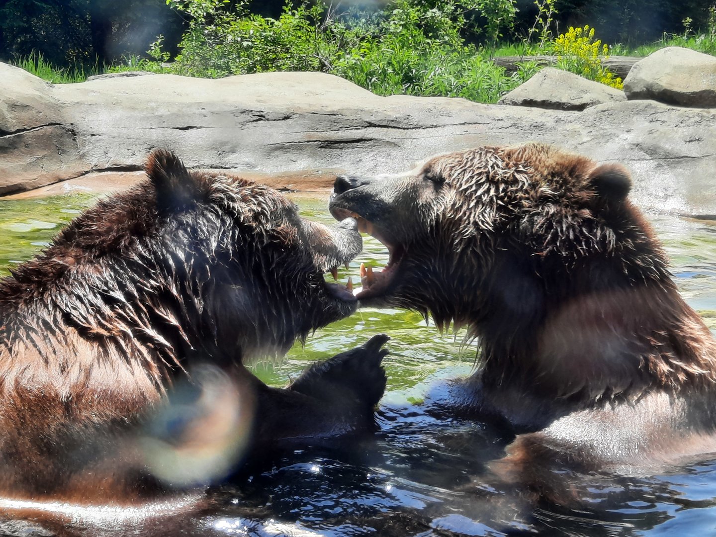Fighting Grizzly Bears