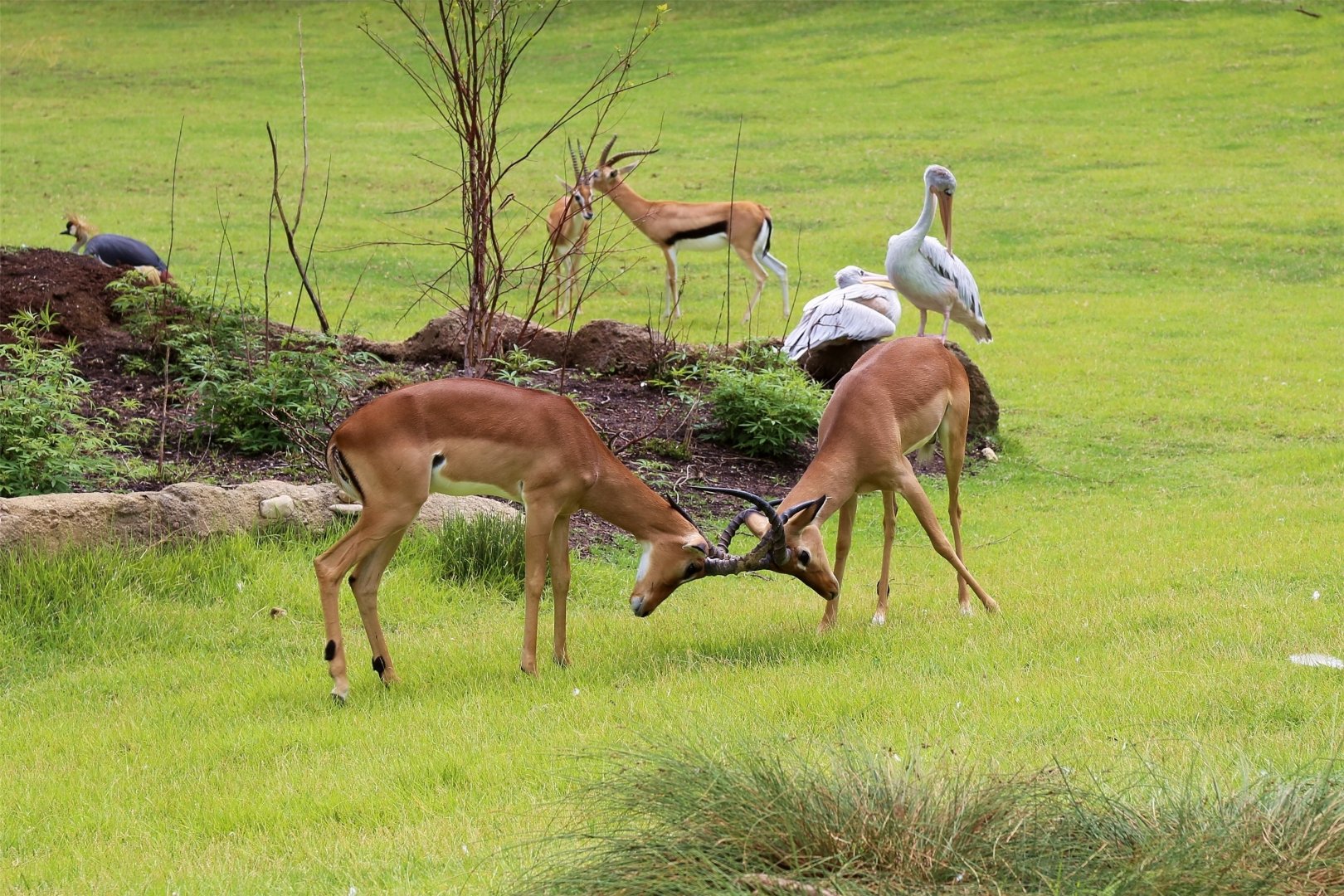Fighting Impalas