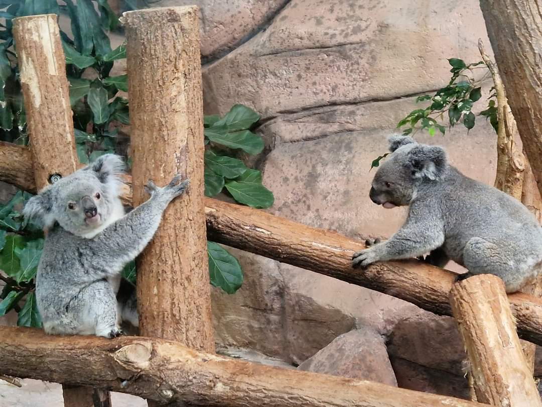 Fighting Koalas
