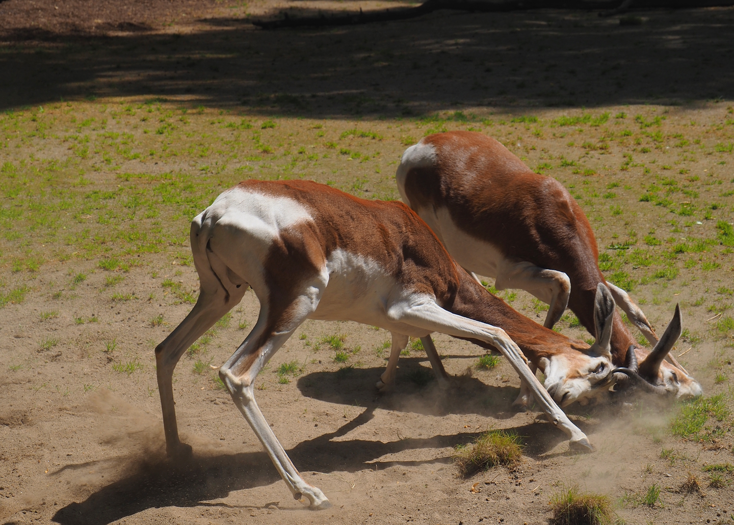 Fighting Mhorr gazelles (Nanger dhama mhorr), 2024-06-30