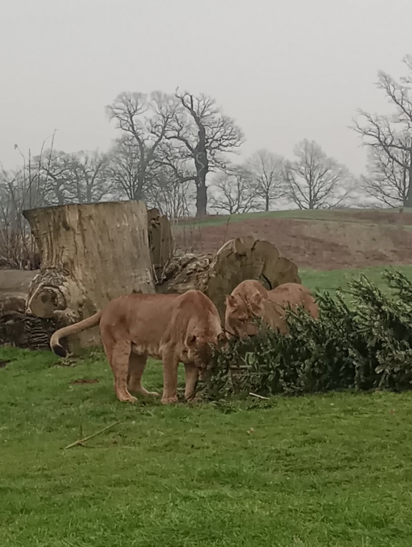 'Fighting Over Christmas'