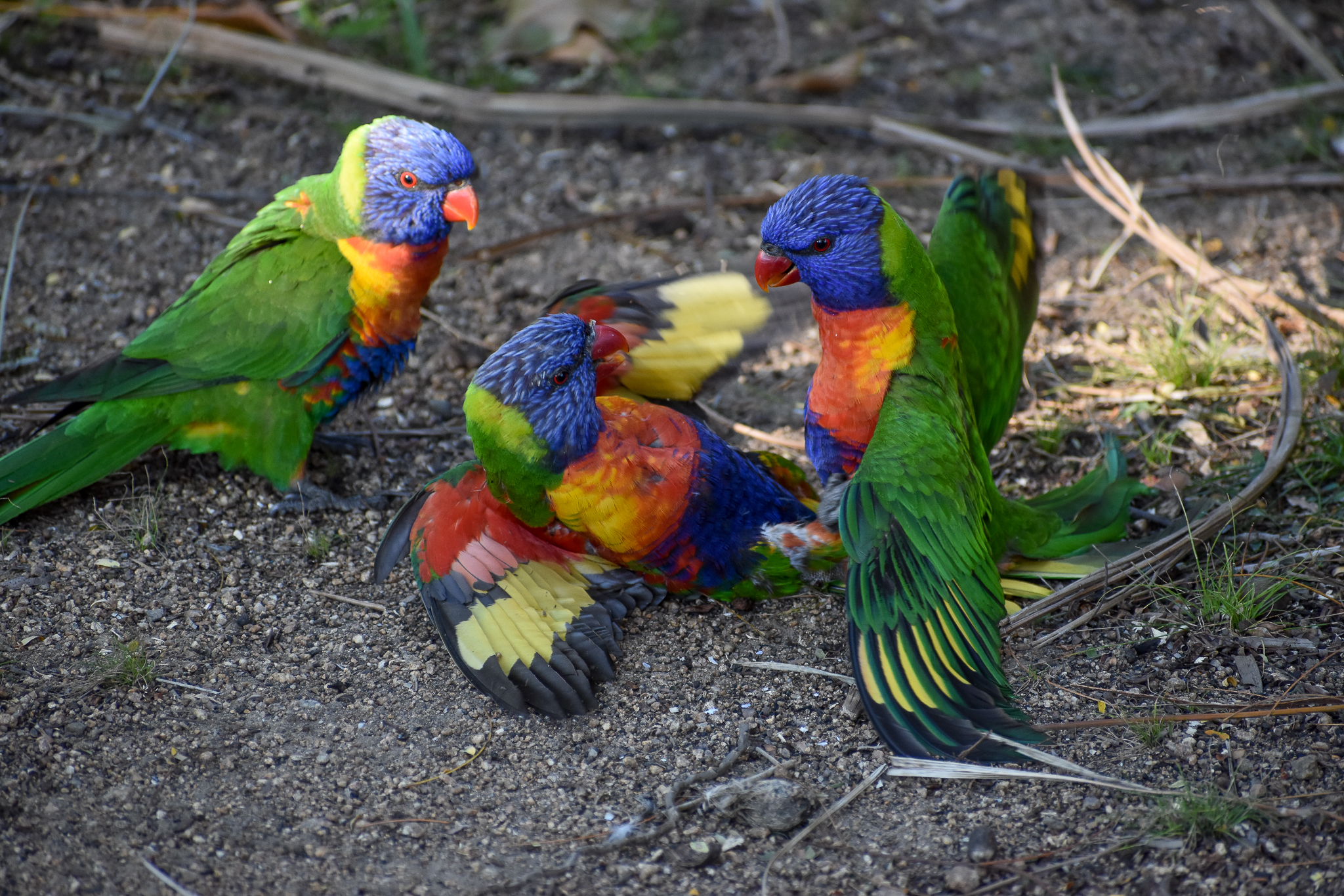 fighting Rainbow Lorikeets