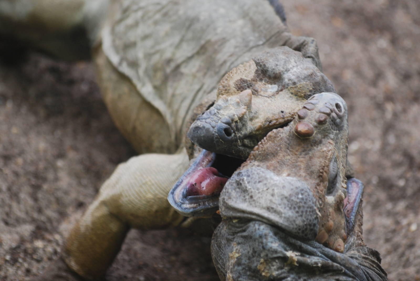 Fighting rhinoceros iguanas
