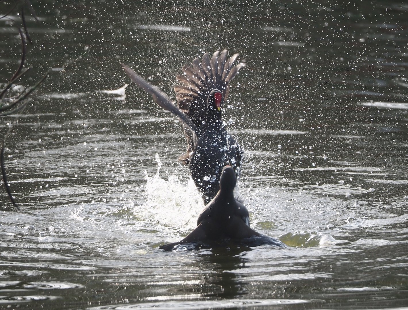 Fighting wild Eurasian common moorhens (Gallinula chloropus chloropus), 2024-03-20