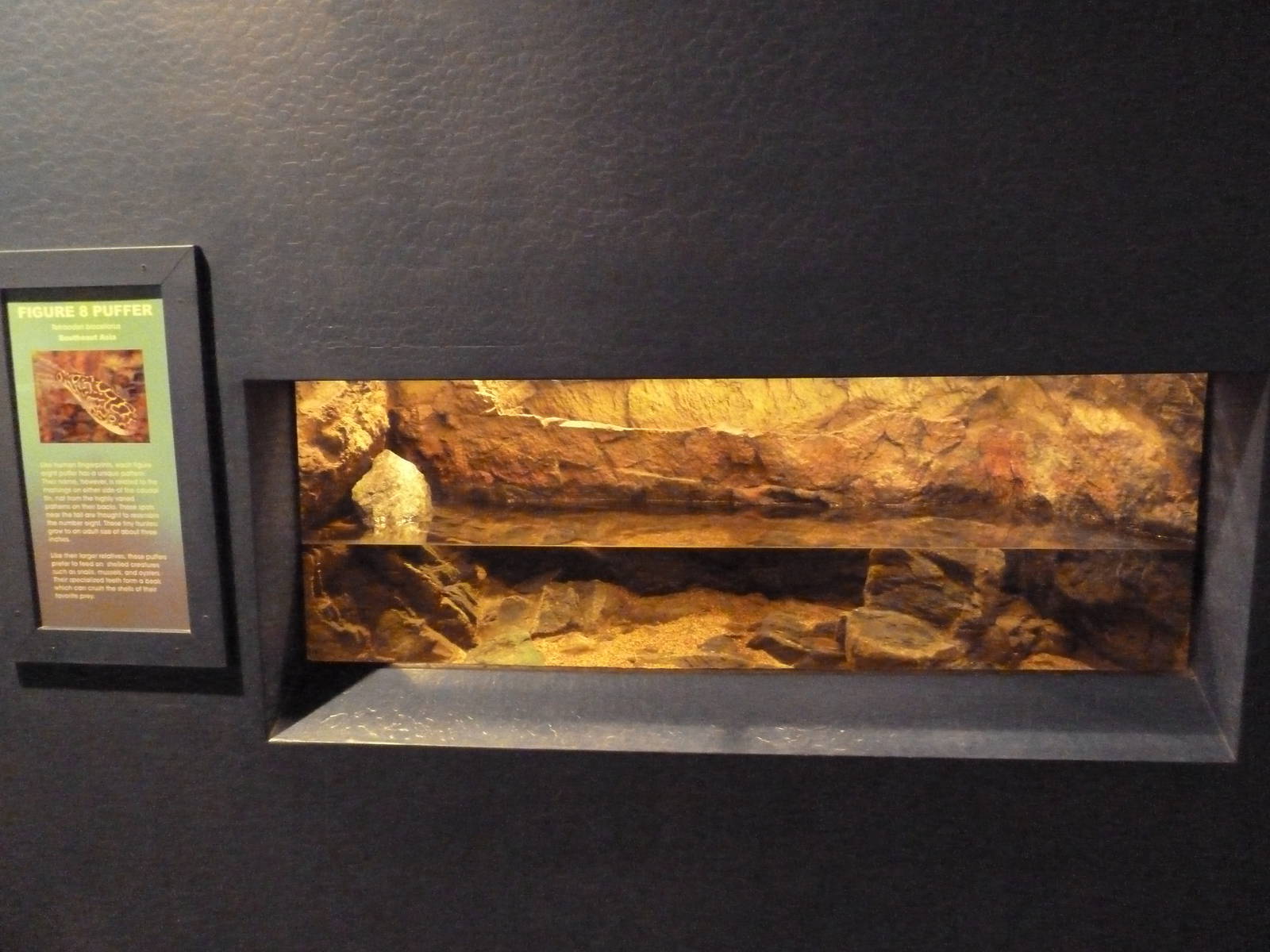 Figure 8 Puffer Exhibit