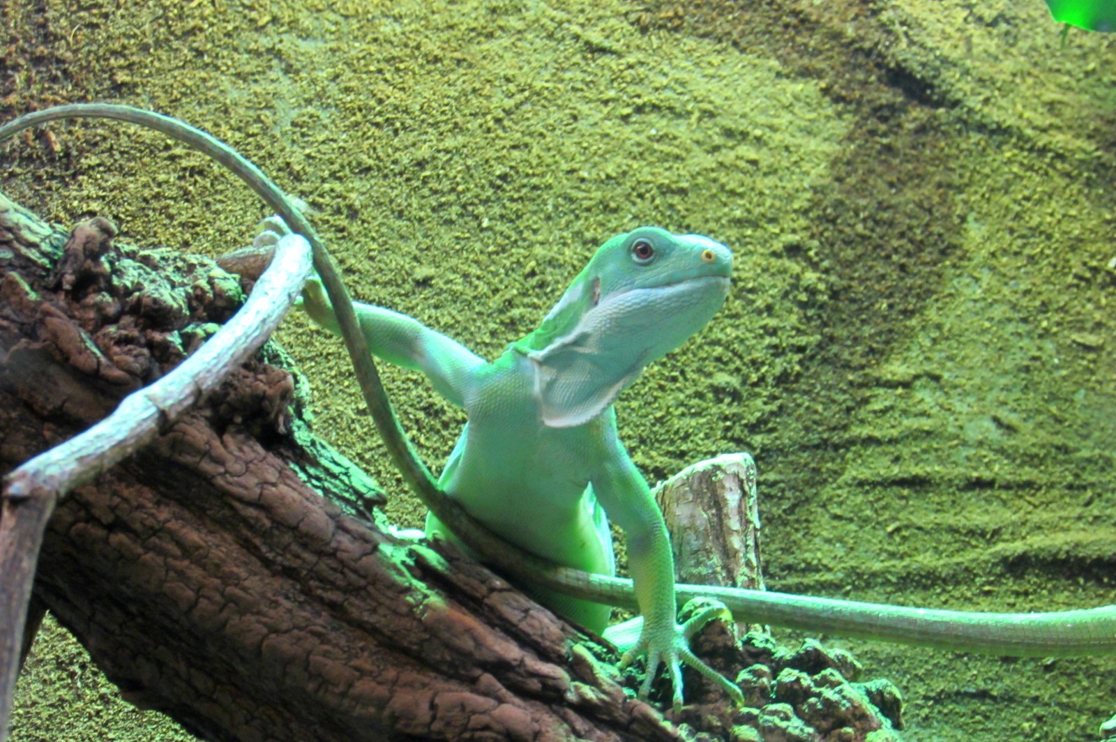 Fiji Banded Iguana - 05/2015