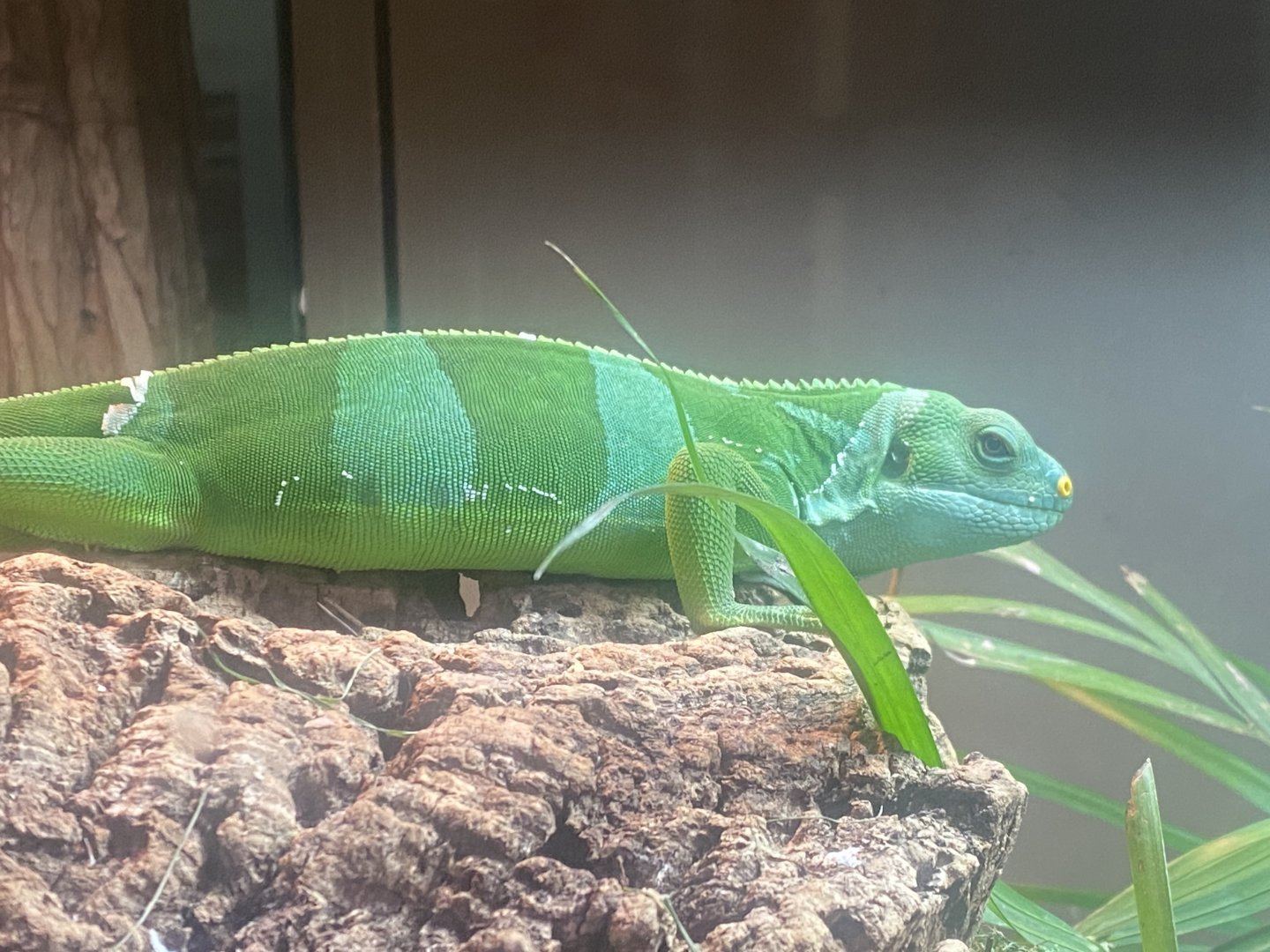 Fiji banded iguana 050925