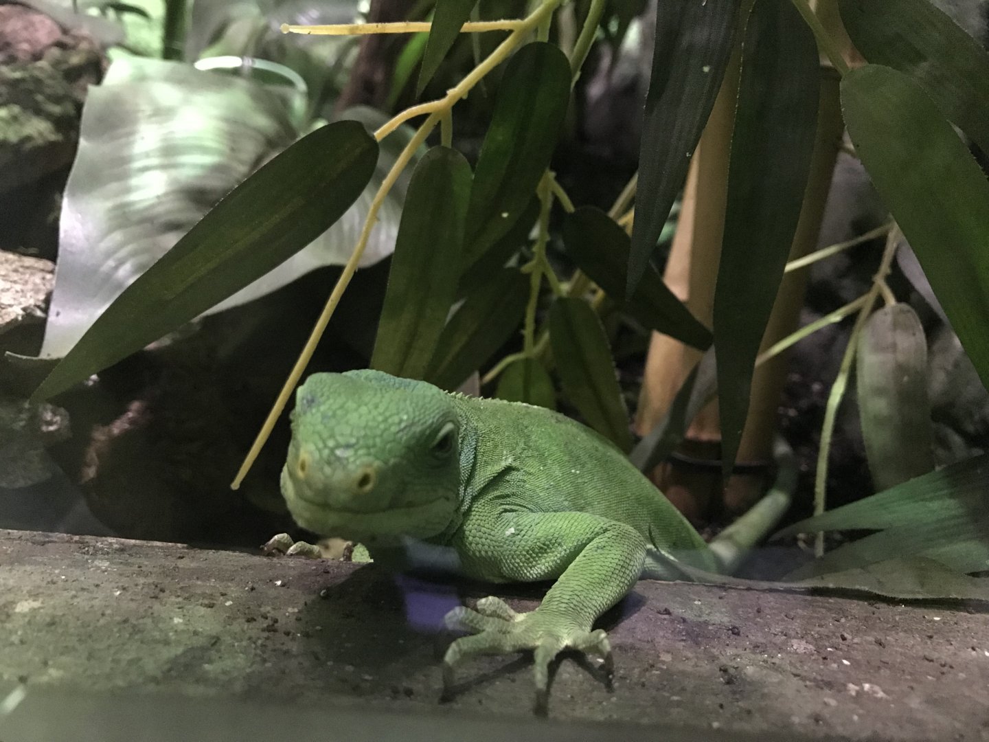 Fiji banded iguana 071019