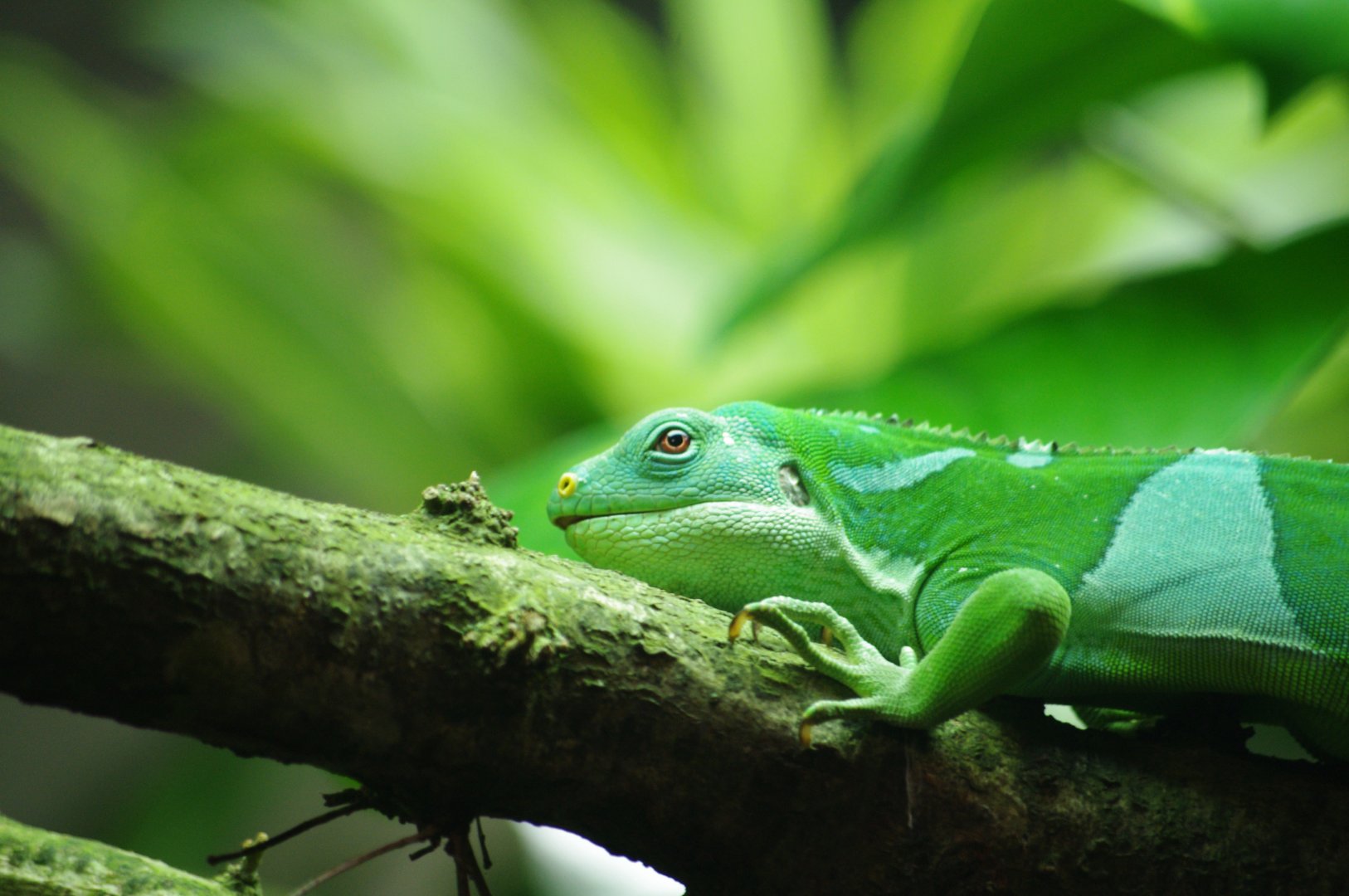 Fiji banded iguana- 17/2/2025