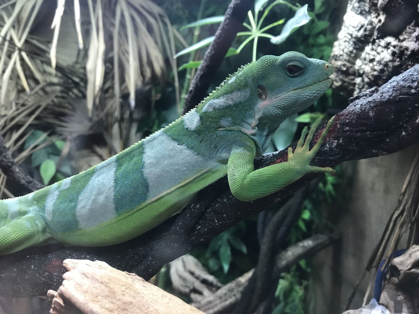 Fiji banded iguana 251019