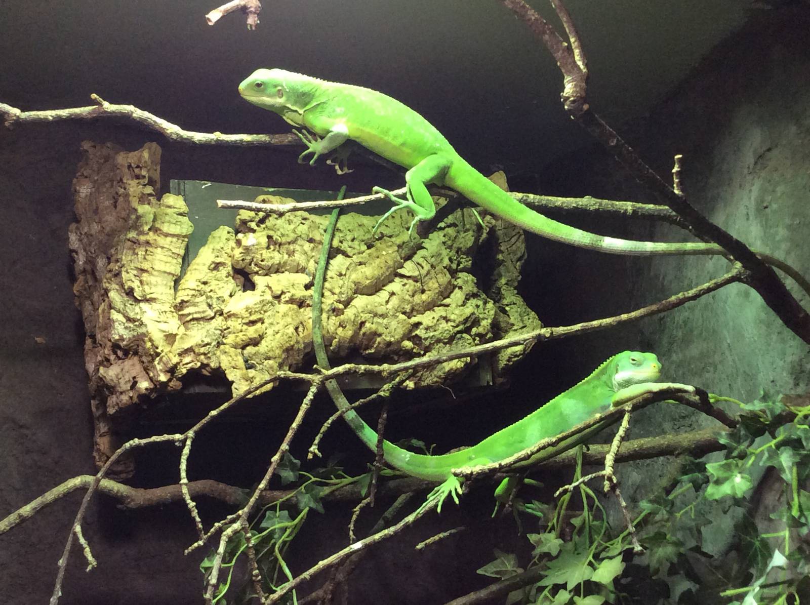 Fiji Banded Iguana 300314