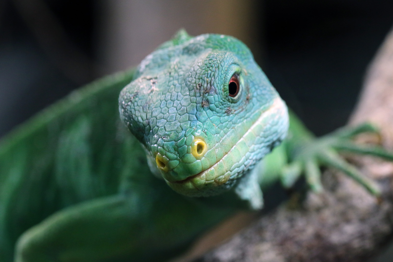 Fiji Banded Iguana at Cotswold Wildlife Park 3/8/2021