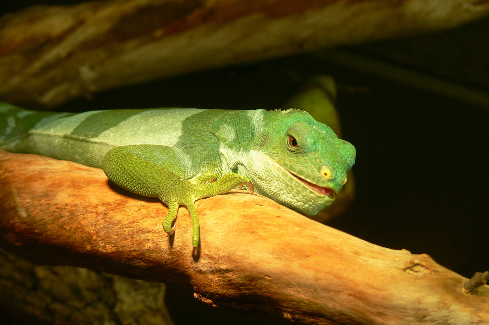 Fiji Banded Iguana at Manchester Museum, 07/01/15