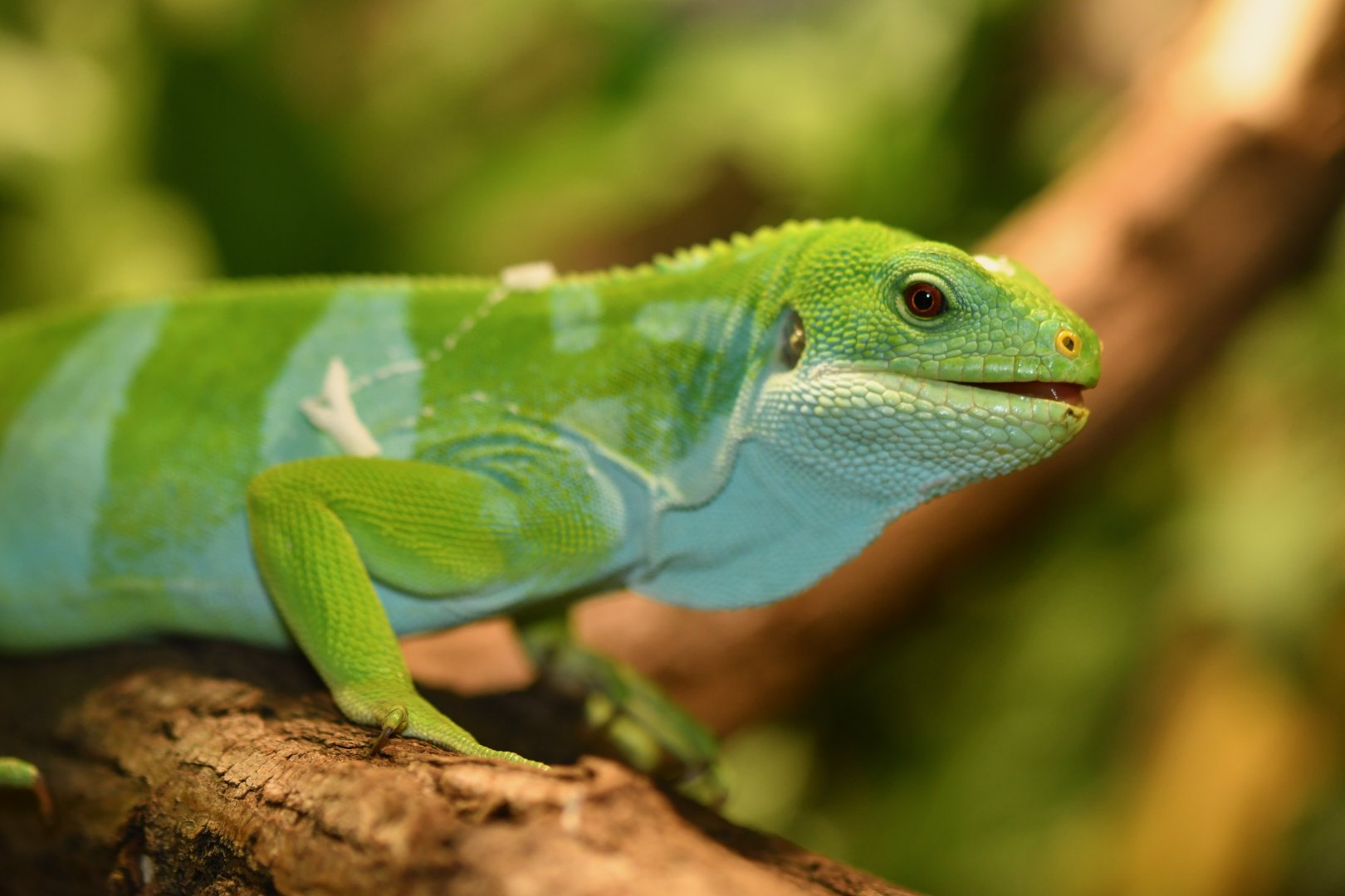Fiji banded iguana (Brachylophus bulabula)