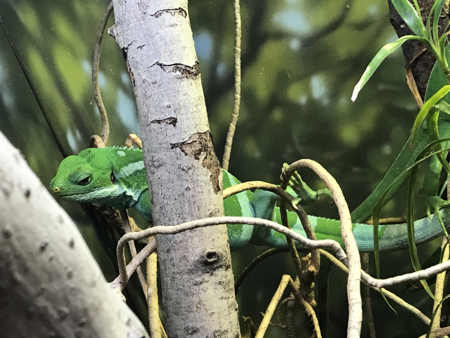 Fiji Banded Iguana (Brachylophus bulabula)