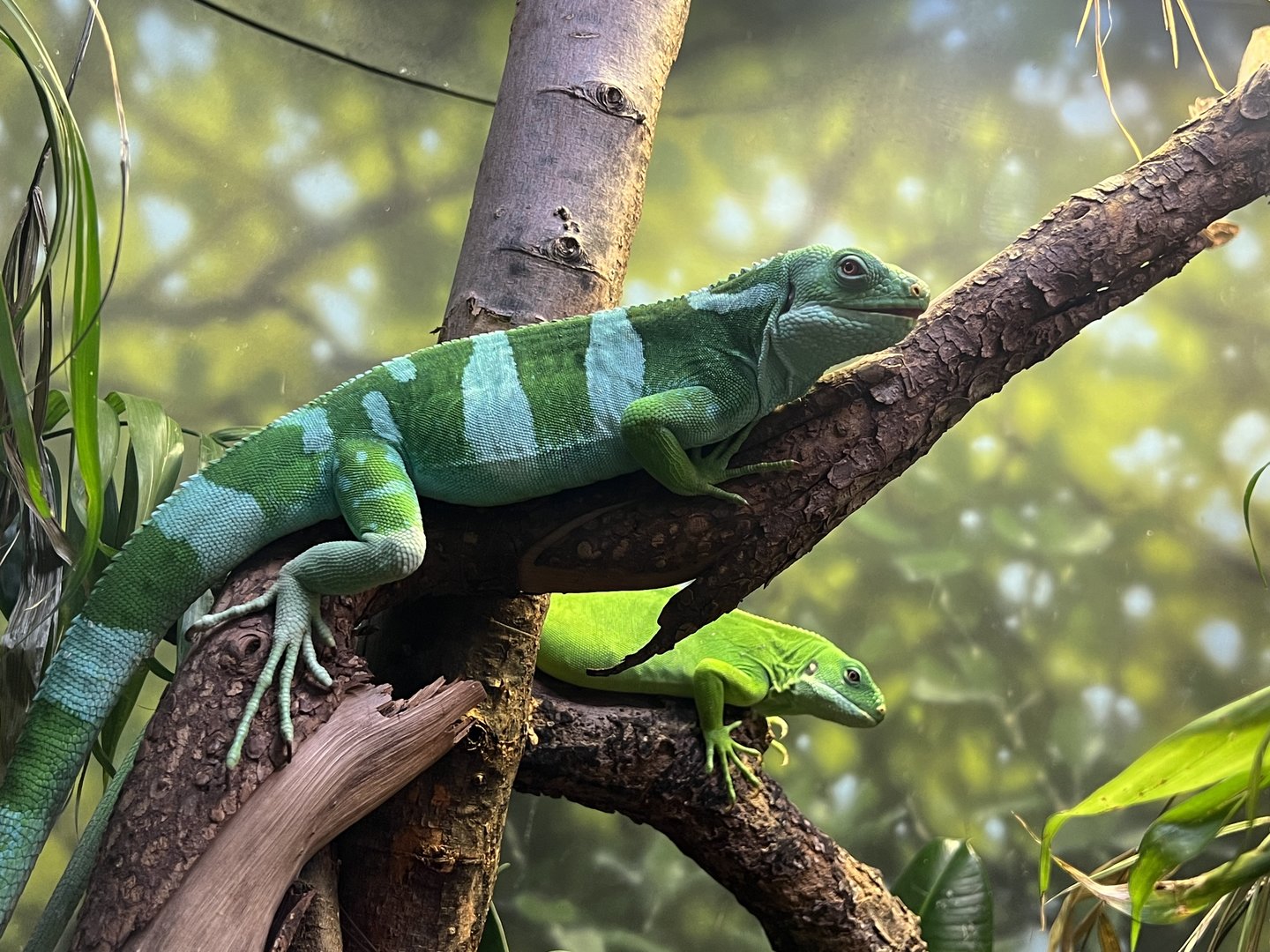 Fiji Banded Iguana (Brachylophus bulabula)