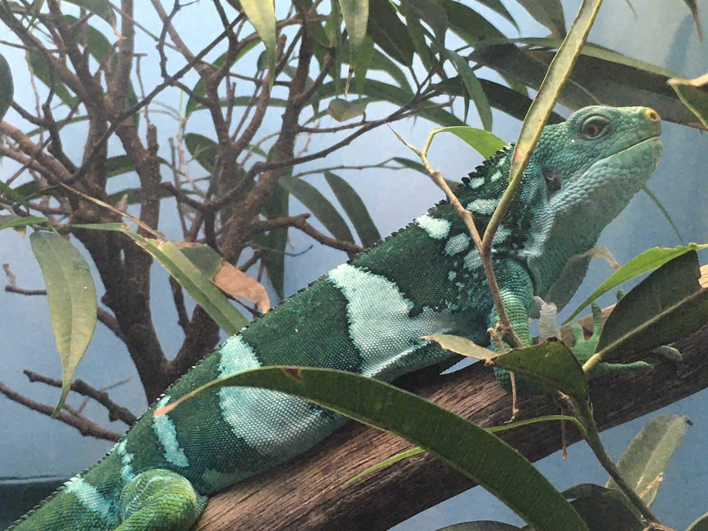 Fiji Banded Iguana (Brachylophus bulabula)