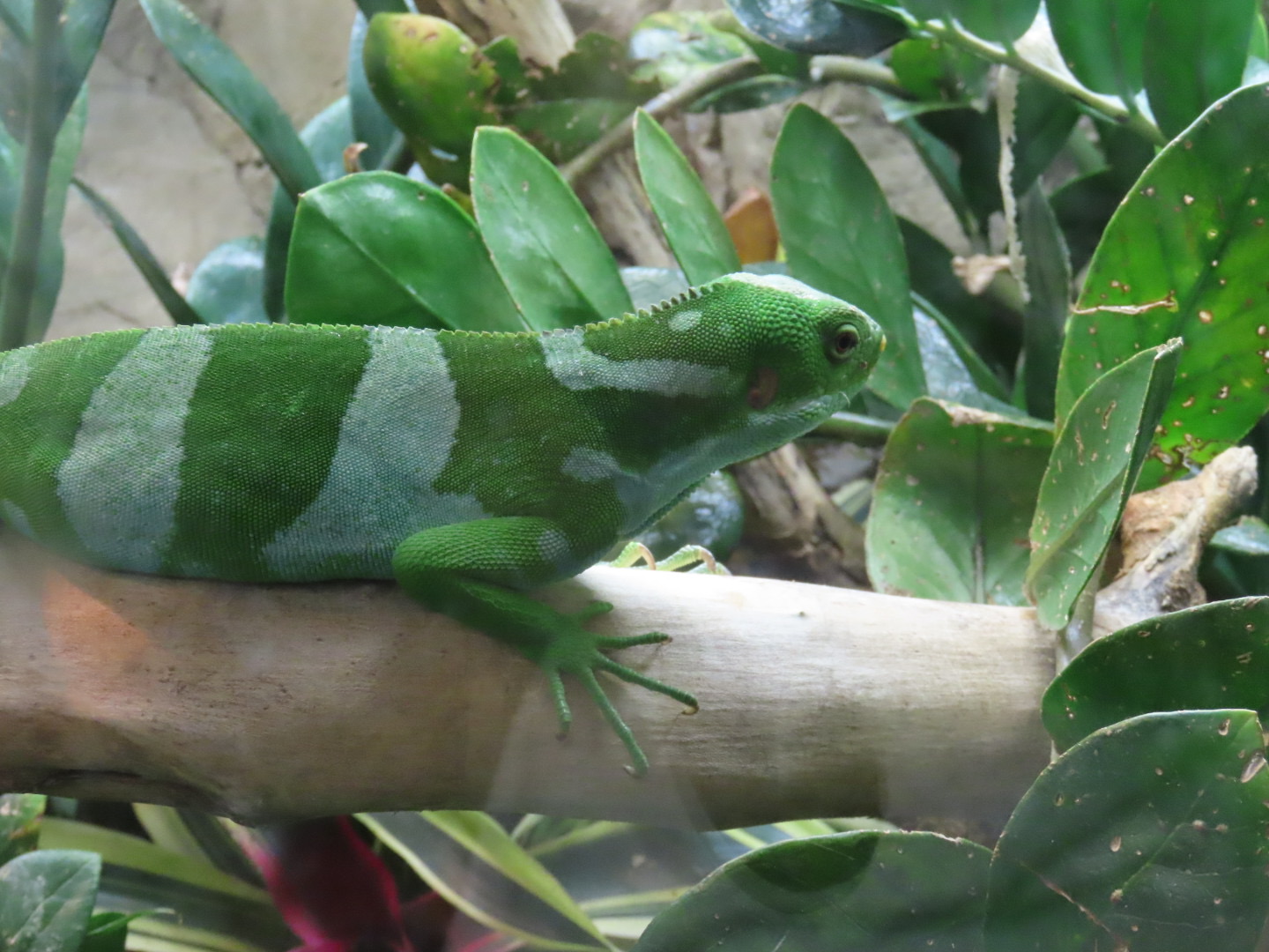 Fiji Banded Iguana (Brachylophus bulabula)