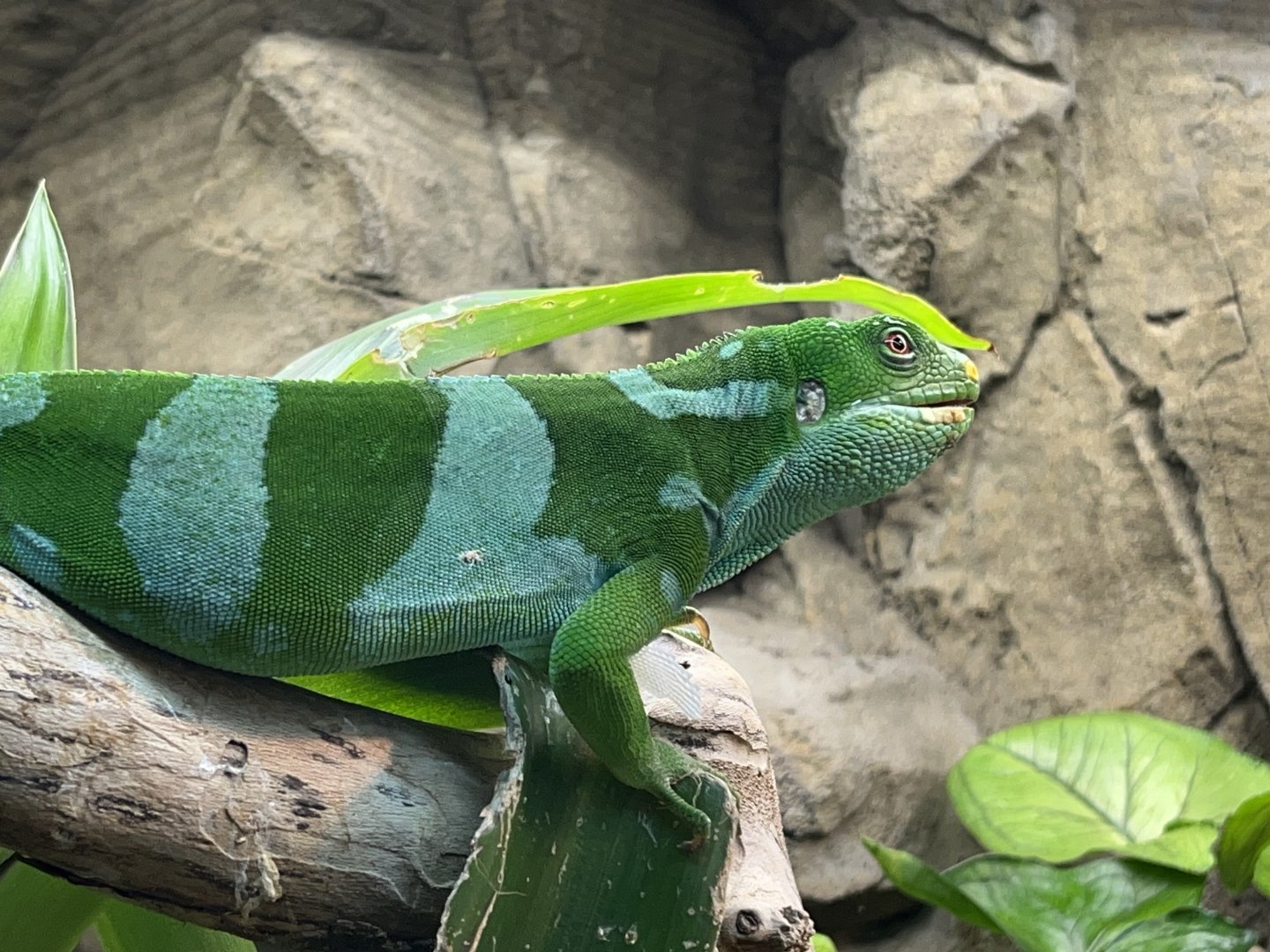 Fiji Banded Iguana (Brachylophus bulabula)