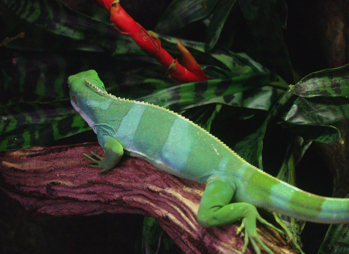 Fiji banded iguana (Brachylophus fasciatus), 2009-04-14