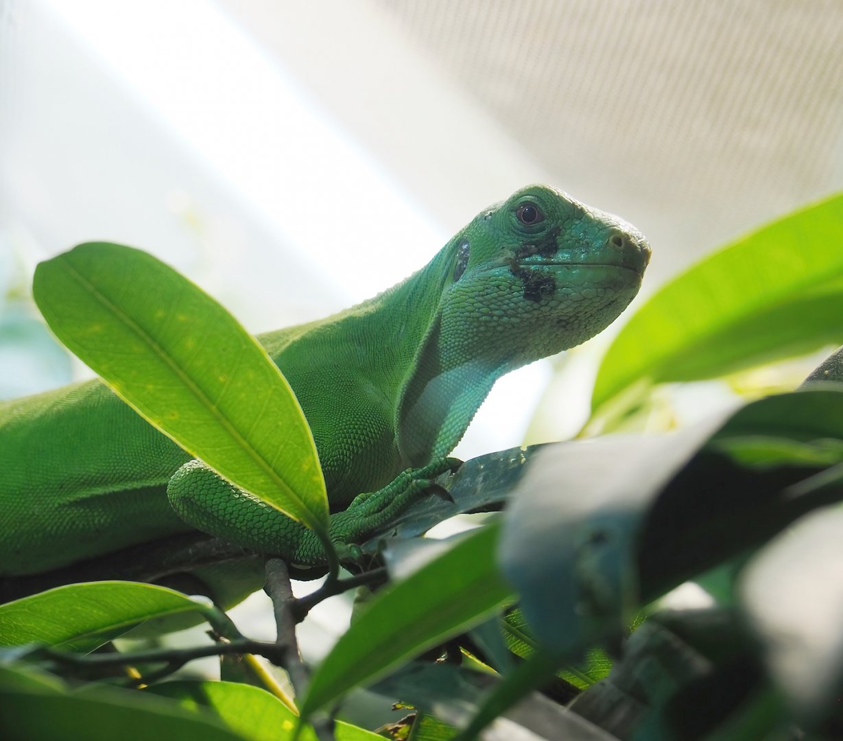 Fiji banded iguana (Brachylophus fasciatus), 2023-09-24