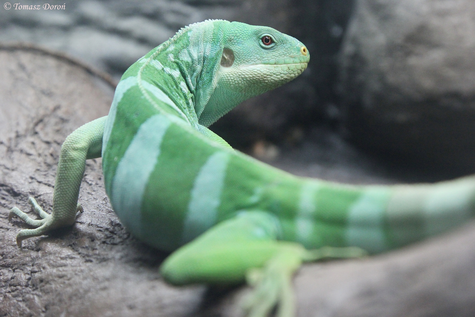 Fiji Banded Iguana (Brachylophus fasciatus) male, 30. Dezember 2014 at Zoo