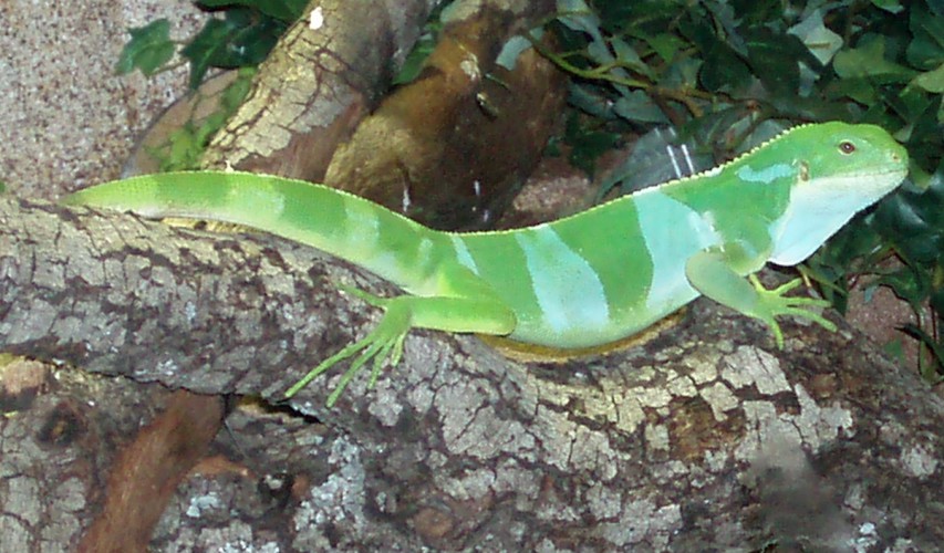 Fiji Banded Iguana (Brachylophus fasciatus)